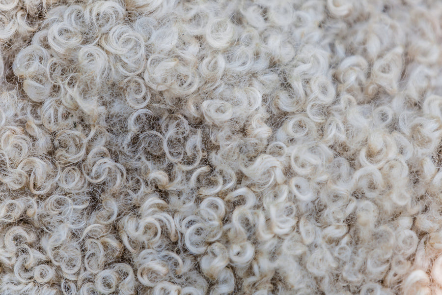 Merino wool Walkshort flat lay